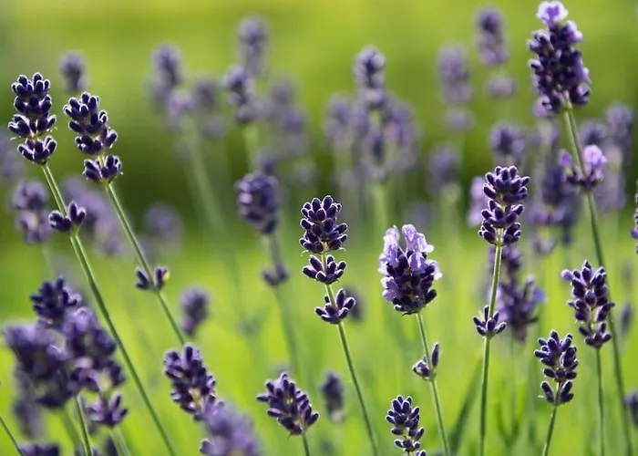 Chalet-suedsteiermark - Traumhafte Aussicht, Infinity Pool, Privatsphaere, Klima Und De-luxe Ausstattung Domek alpejski Schwanberg